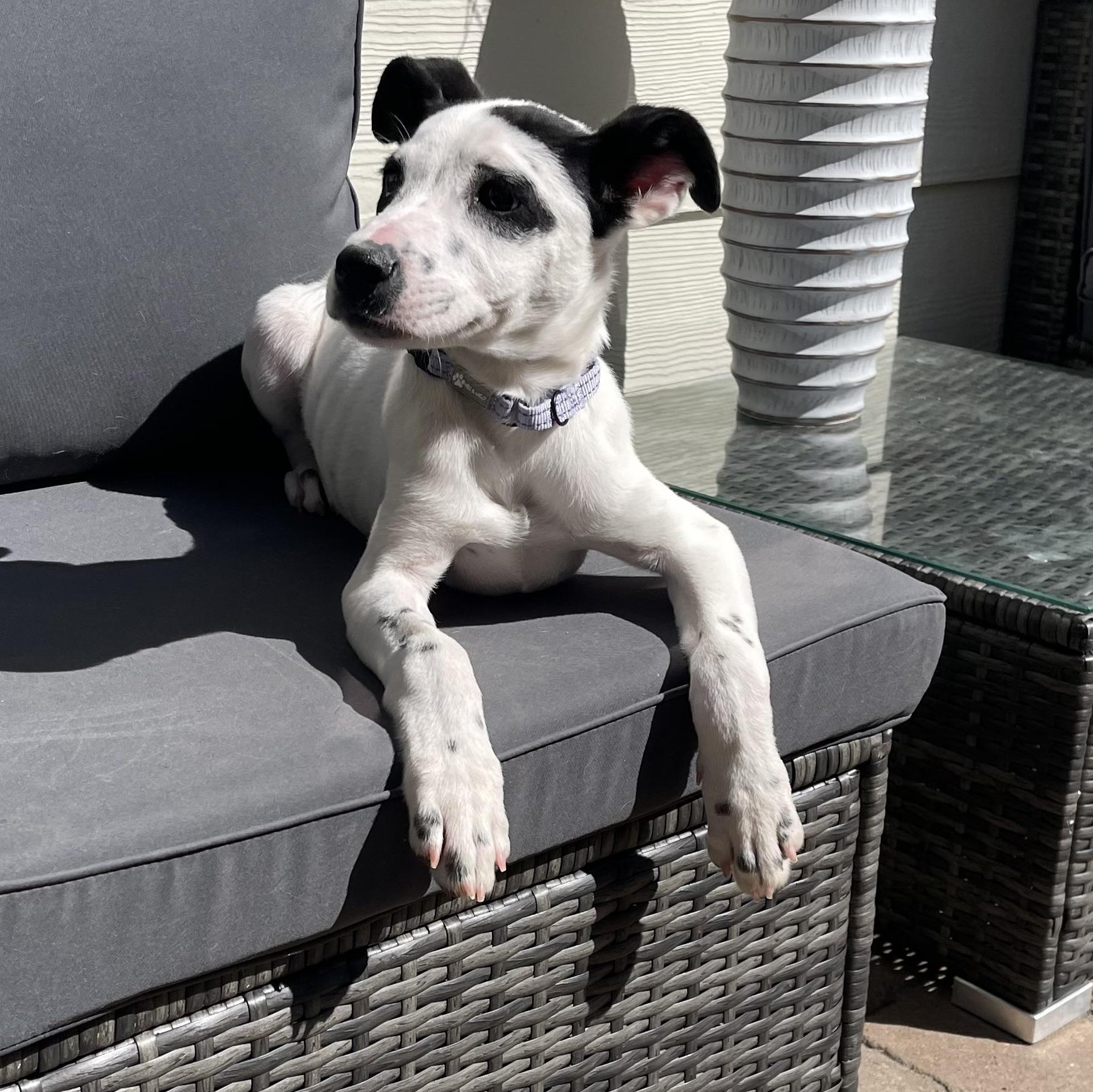 Violin — thumbnail 4