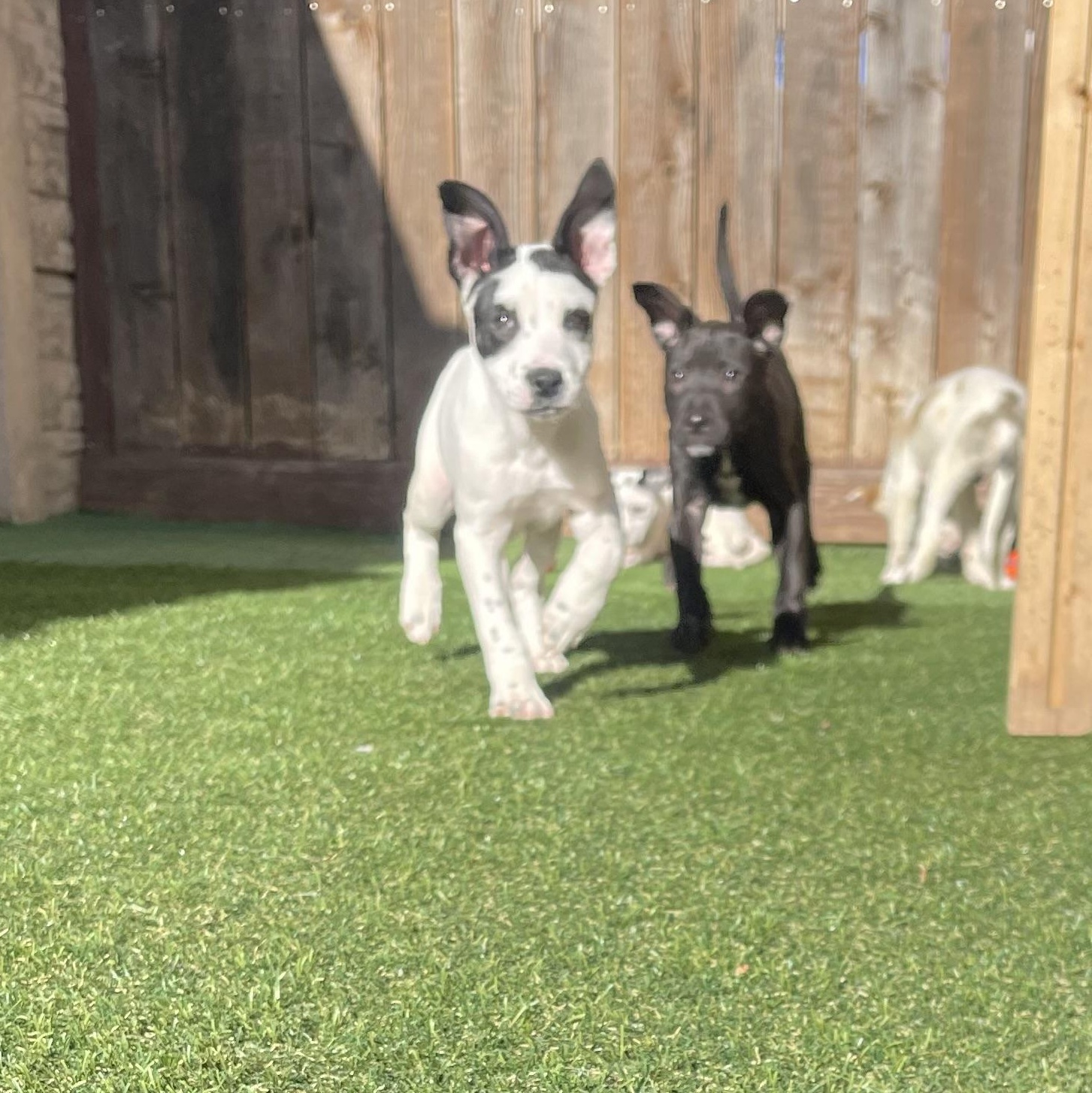 Violin — thumbnail 5