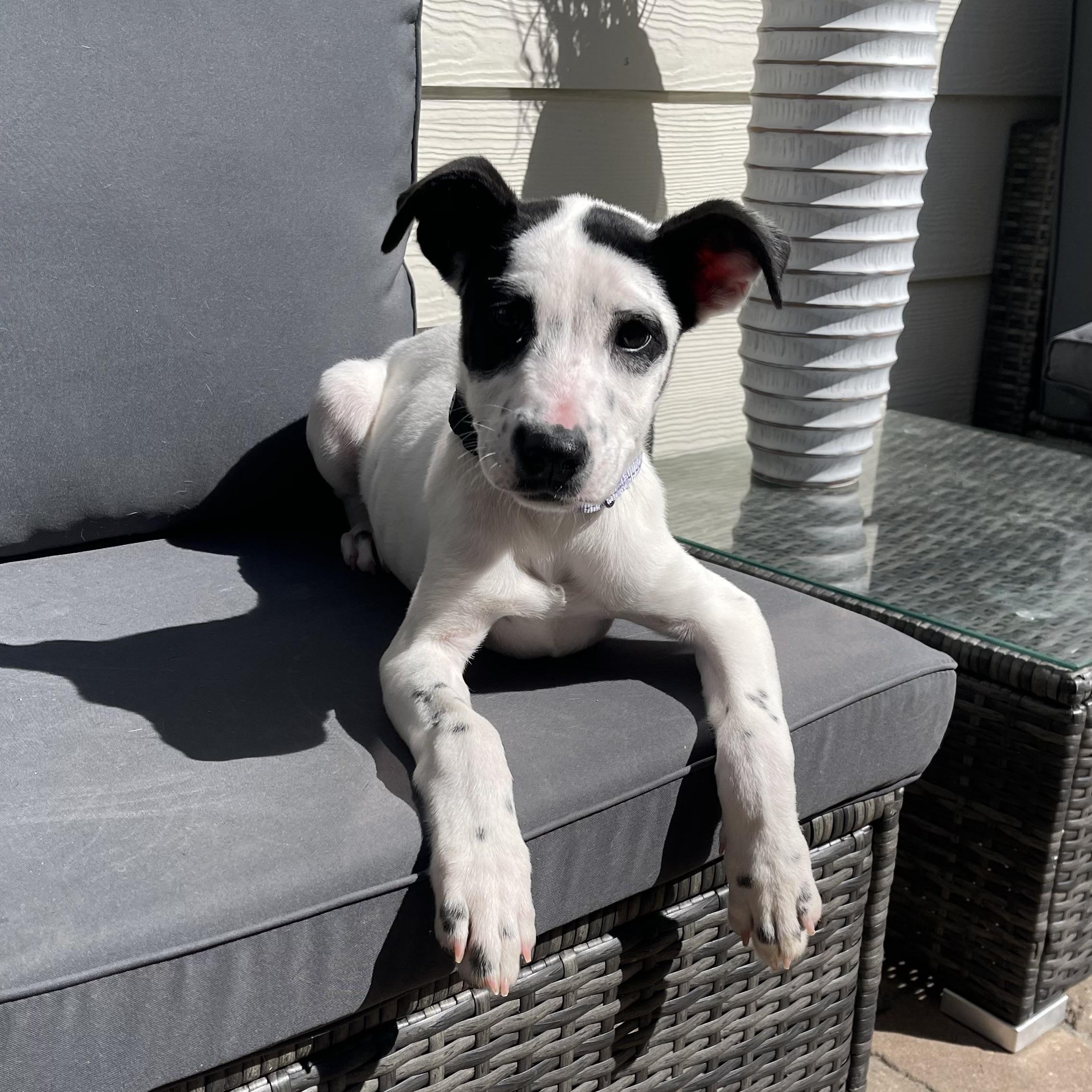 Violin — thumbnail 6