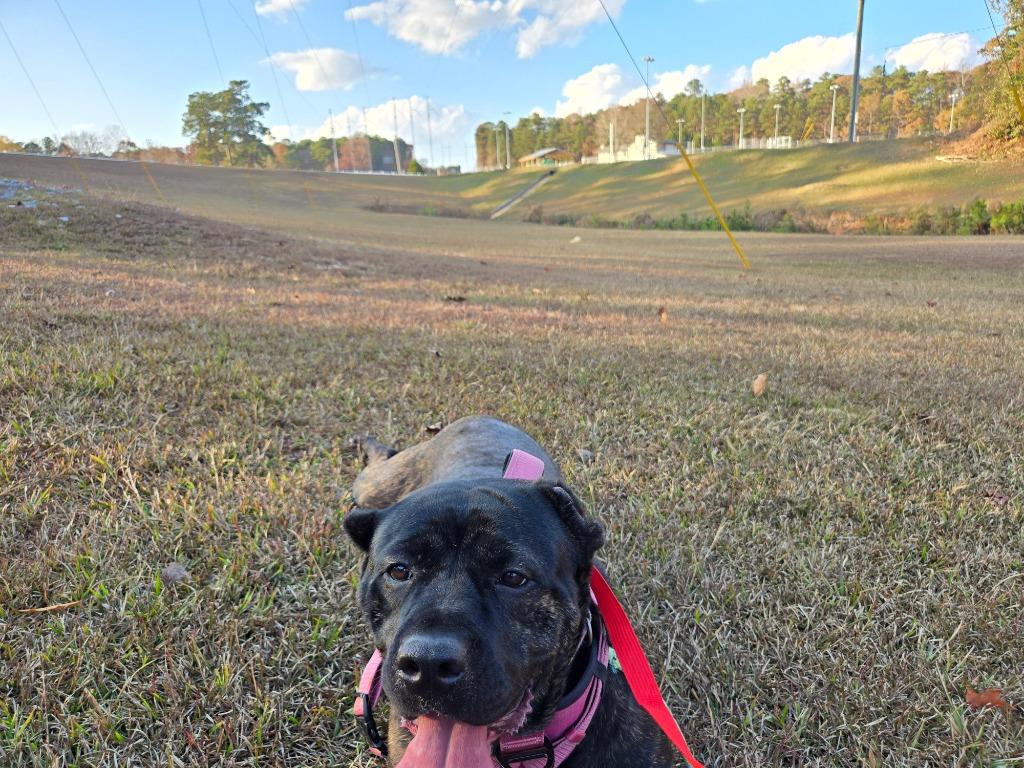 Enlarge Emily, a Adoptable Cane Corso in Douglasville, GA image 1/4