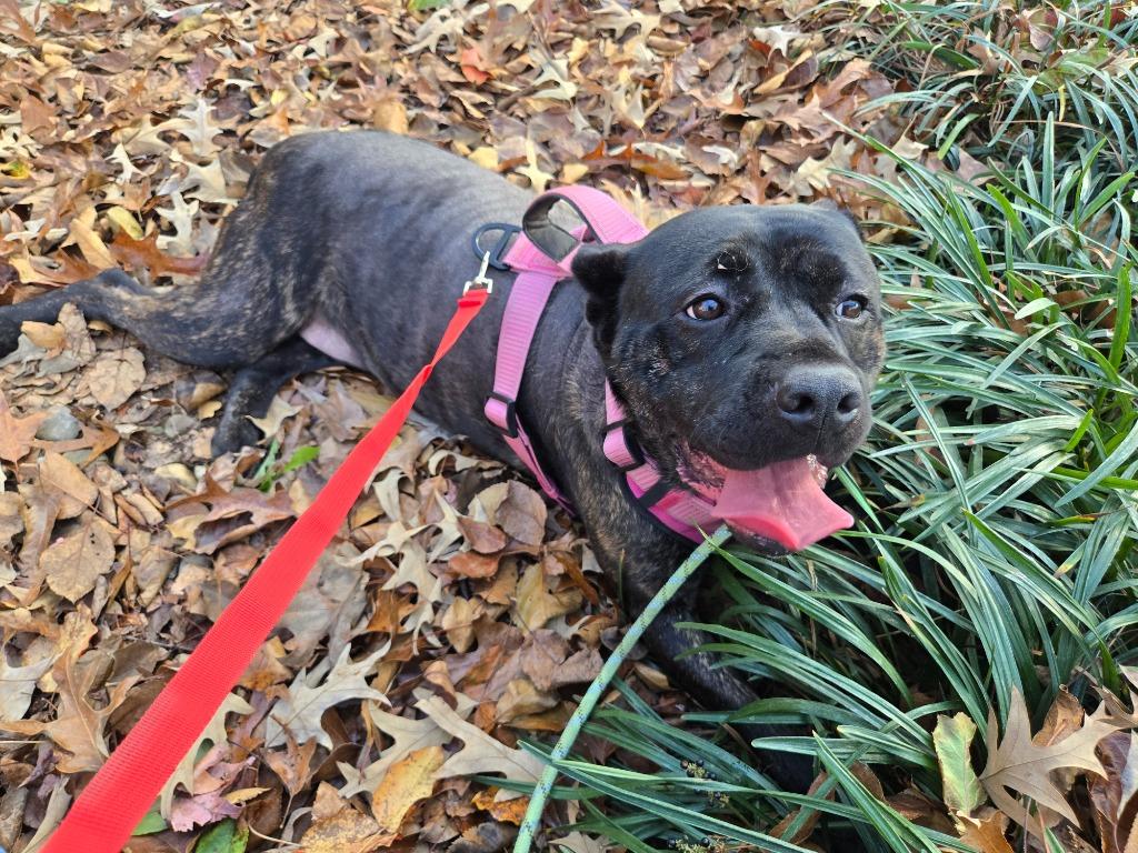 Enlarge Emily, a Adoptable Cane Corso in Douglasville, GA image 4/4