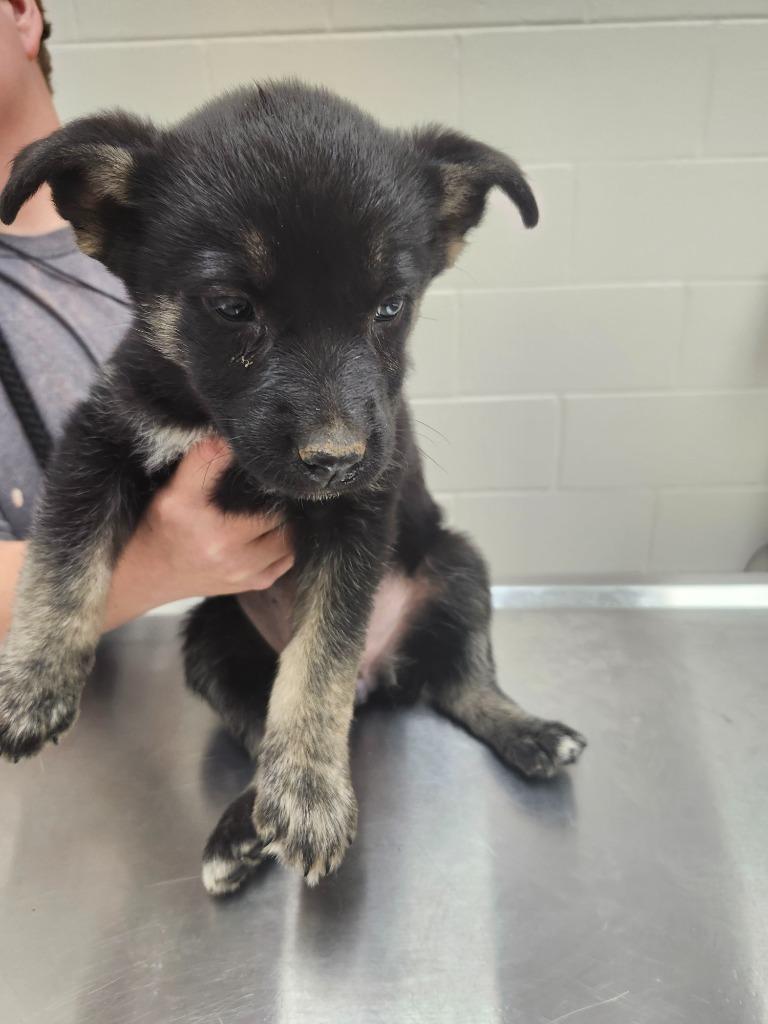 Enlarge Natural / Volcano / AC 27781 D, a Adoptable mixed breed in Greeneville, TN image 1/1