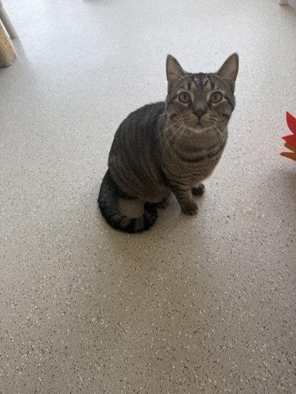 Alvin, Adoptable, Young Male Domestic Short Hair & Domestic Short Hair.