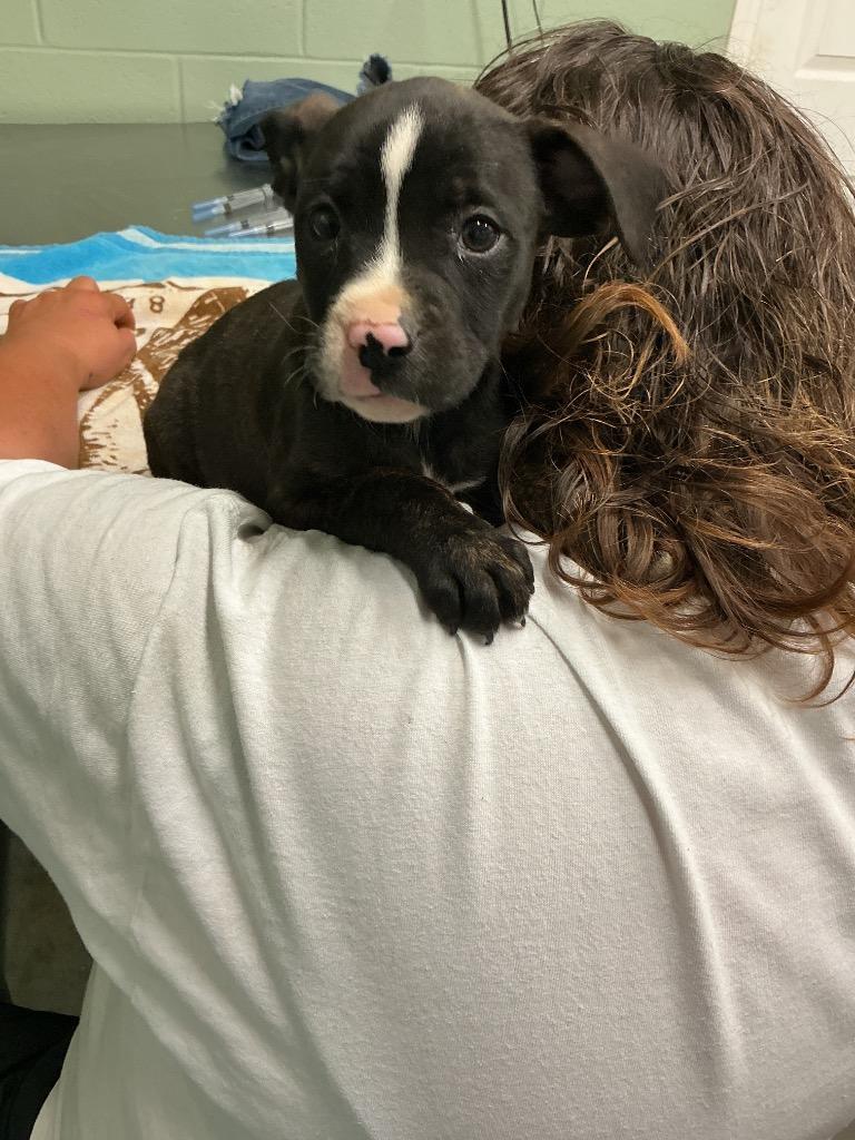 Hogan, Adoptable, Puppy Male Mixed Breed.