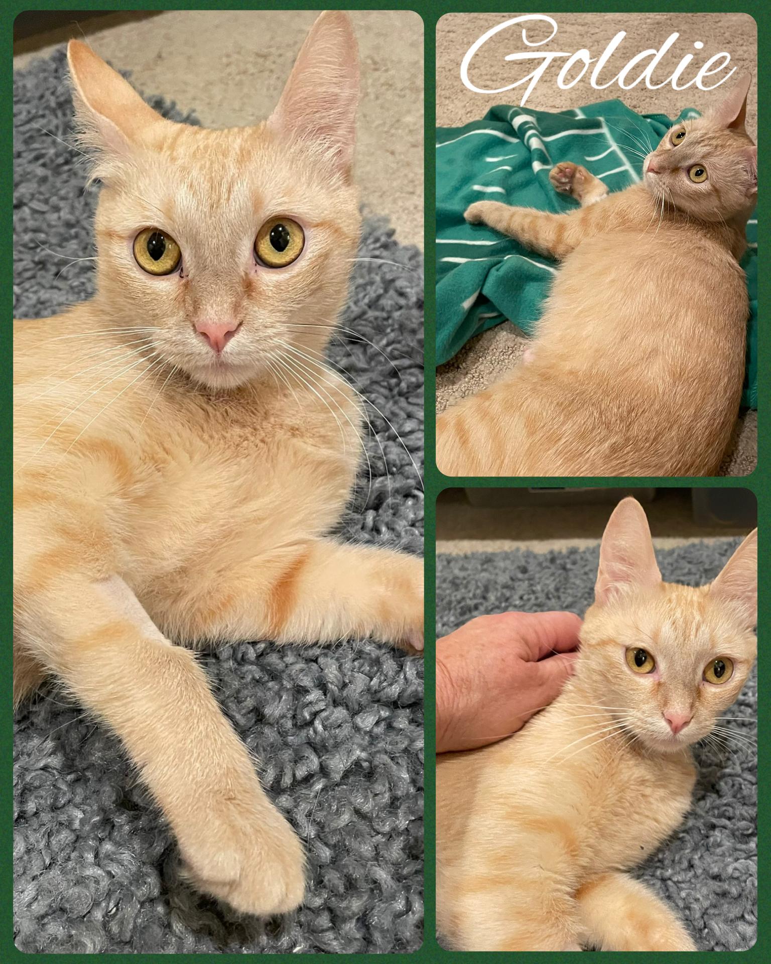 Goldie, Adoptable, Adult Female Tabby & Domestic Short Hair.