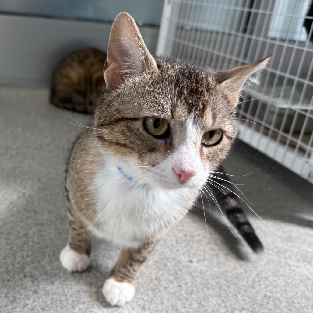 Simon, Adoptable, Young Male Domestic Short Hair.