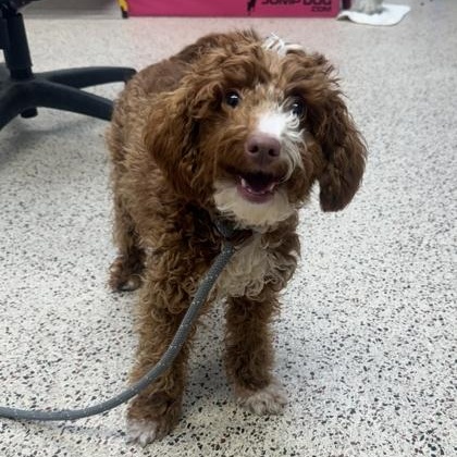 Enlarge Princess Peach, an adopted Miniature Poodle in Philadelphia, PA image 2/2