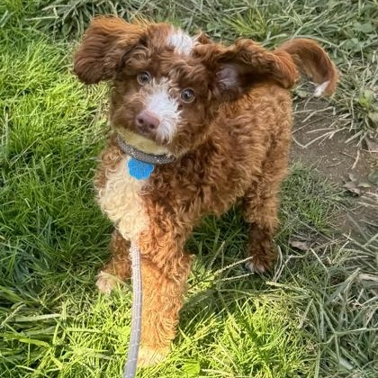 Enlarge Princess Peach, an adopted Miniature Poodle in Philadelphia, PA image 1/2