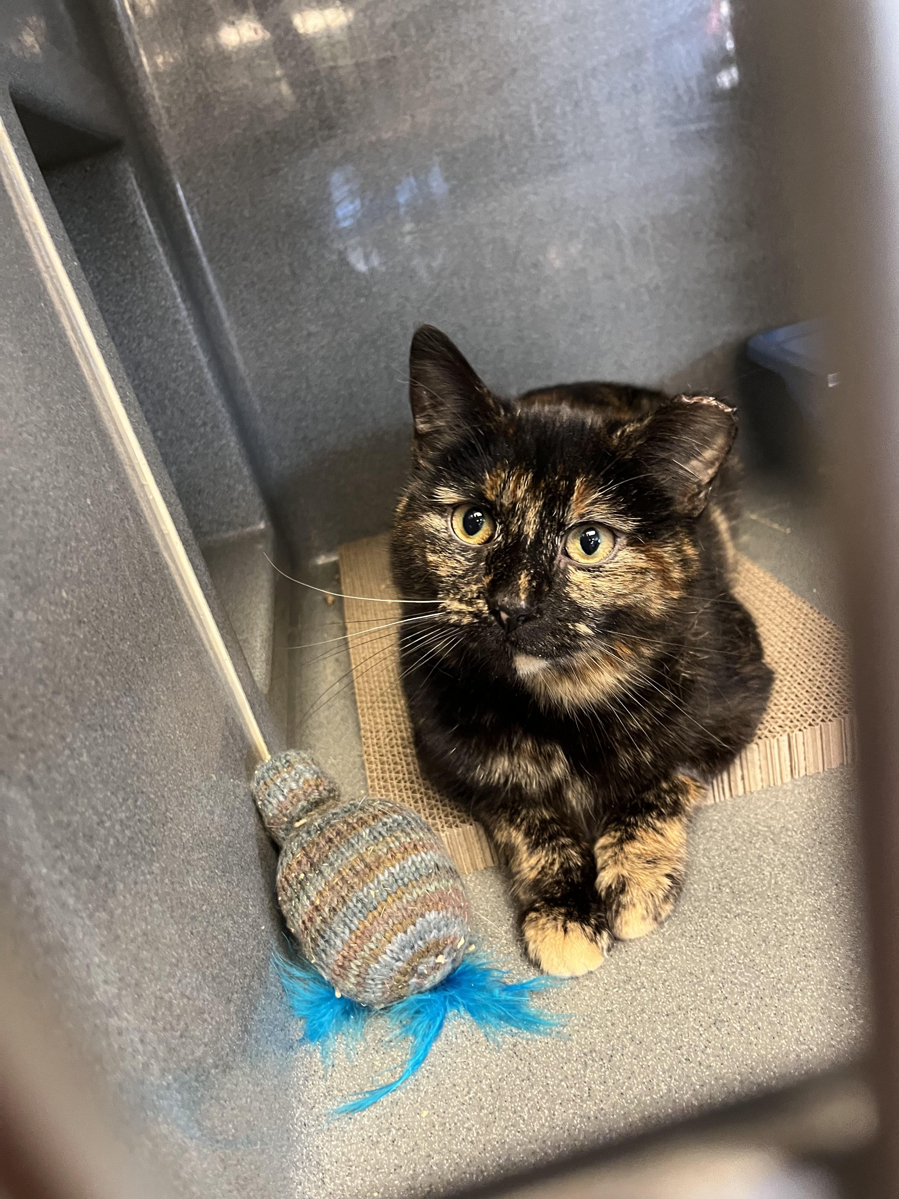 Coco, Adoptable, Adult Female Tortoiseshell.