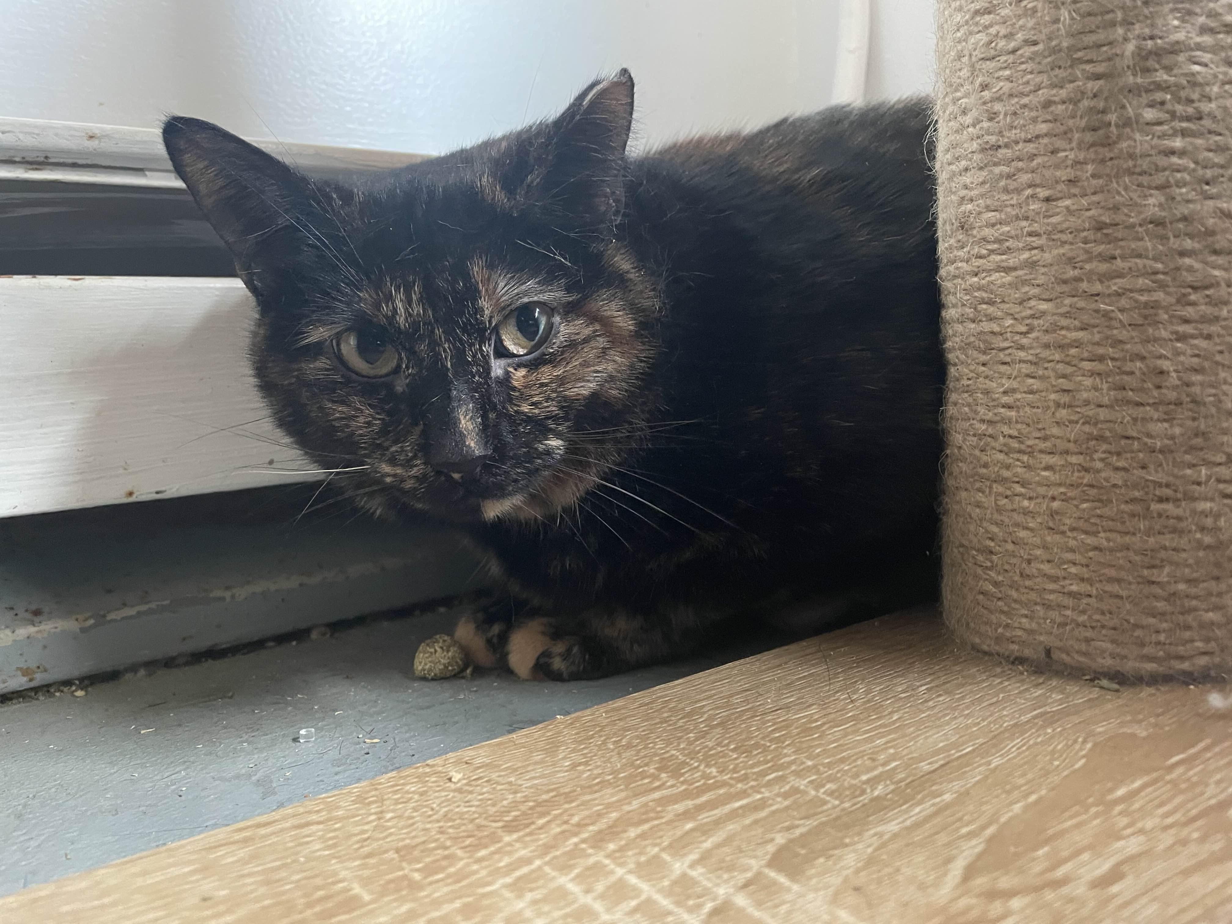 Enlarge Coco, a Adoptable Tortoiseshell in Oberlin, OH image 1/4