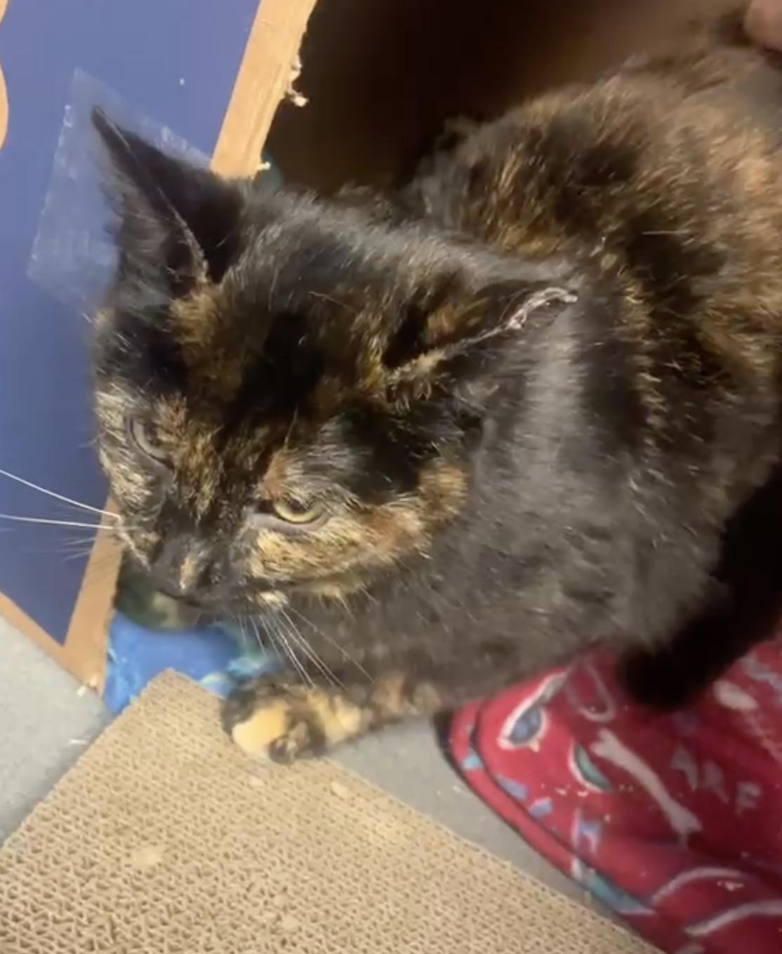 Coco, a Adoptable Tortoiseshell in Oberlin, OH image 3/4