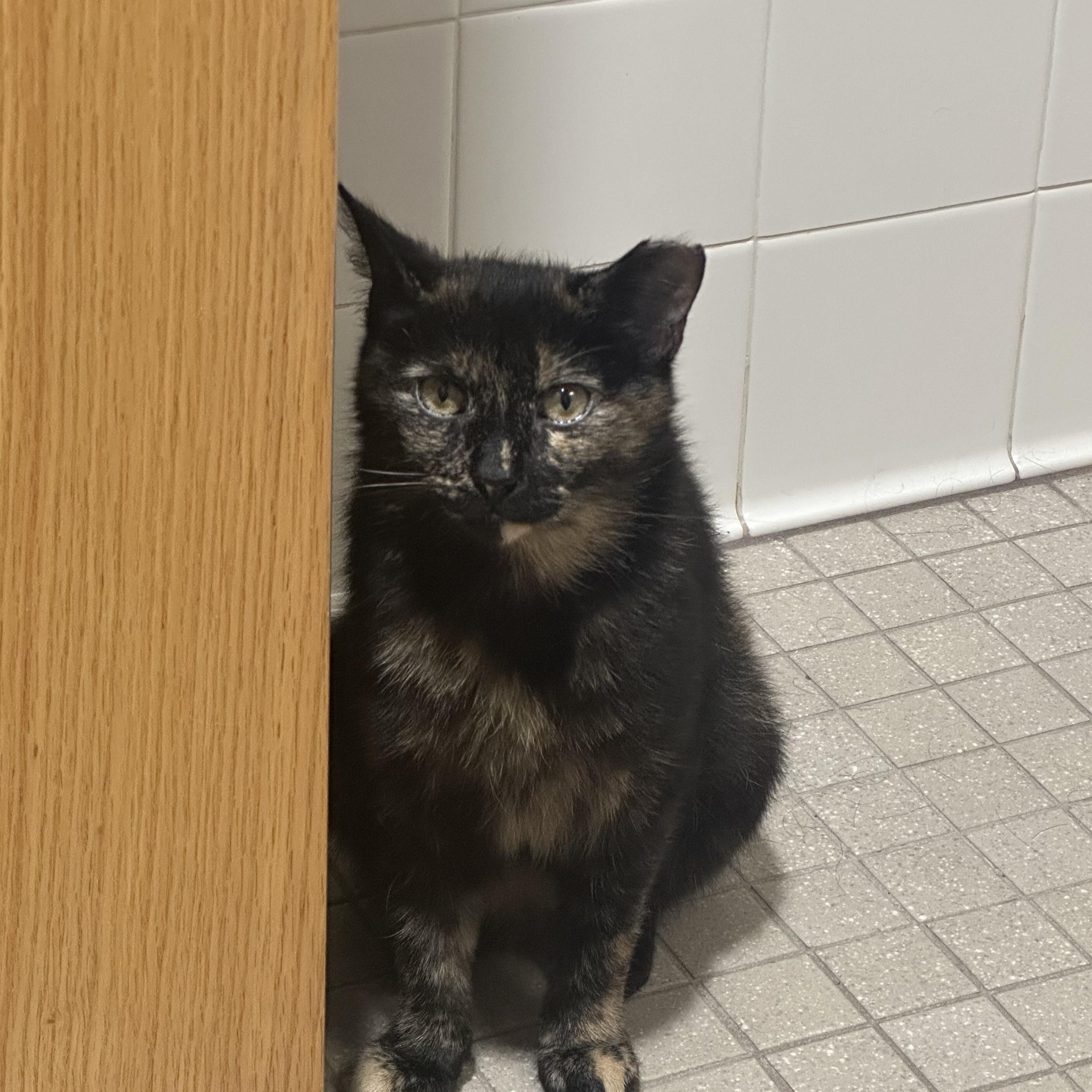 Coco, a Adoptable Tortoiseshell in Oberlin, OH image 2/4