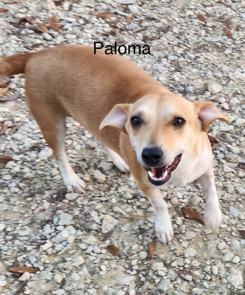 Enlarge Paloma, a Adoptable mixed breed in Logan, UT image 1/4