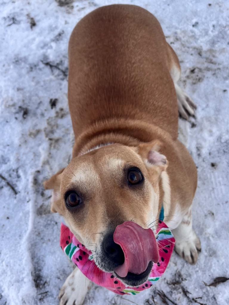 Enlarge Paloma, a Adoptable mixed breed in Logan, UT image 2/4