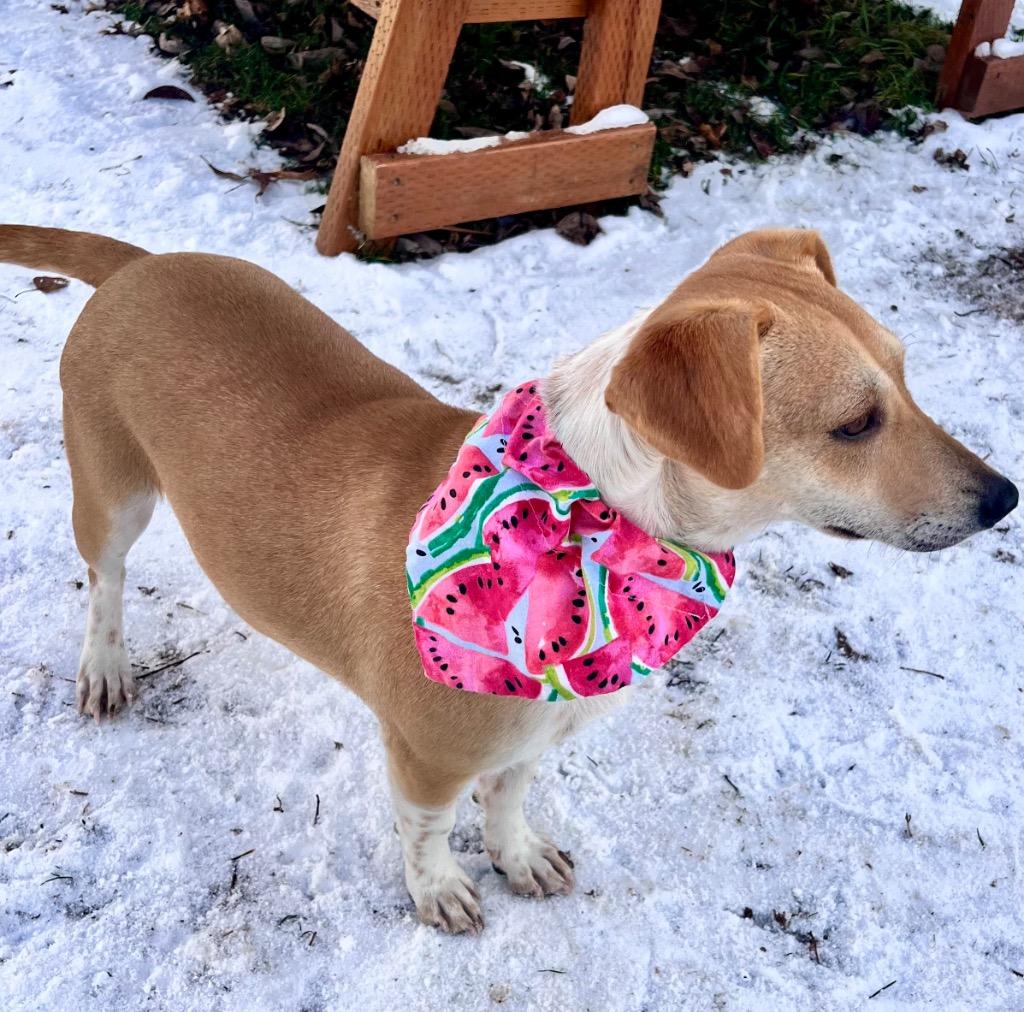 Enlarge Paloma, a Adoptable mixed breed in Logan, UT image 3/4