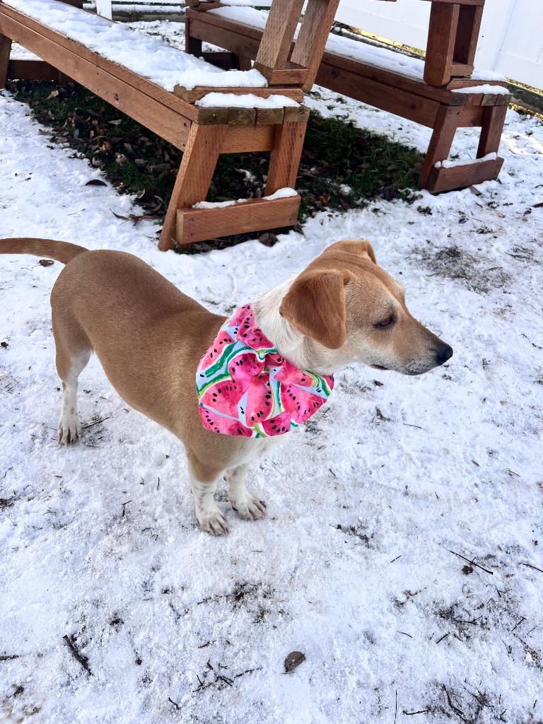 Enlarge Paloma, a Adoptable mixed breed in Logan, UT image 4/4