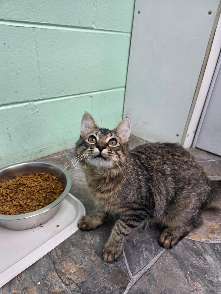 Ciabatta, Adoptable, Kitten Female Domestic Medium Hair.