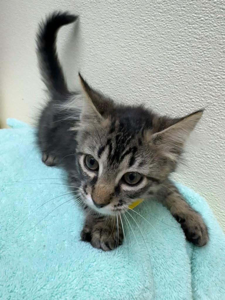 Enlarge Ciabatta, a Adoptable mixed breed in Shorewood, IL image 2/3