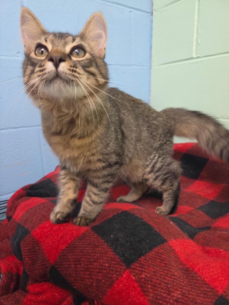 Enlarge Ciabatta, a Adoptable mixed breed in Shorewood, IL image 3/3