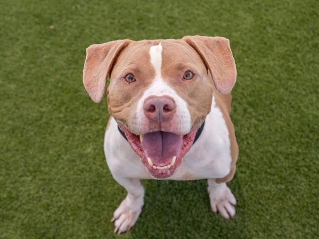 ACE, Adoptable, Adult Male Pit Bull Terrier.