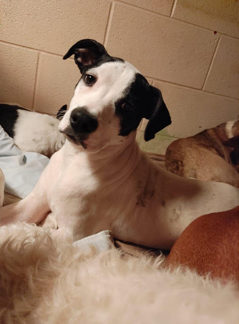 Enlarge Brodie, a Adoptable Mixed Breed in Poland, IN image 1/1