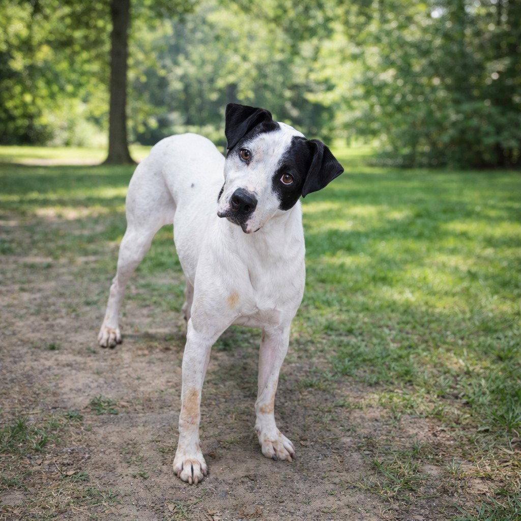 Enlarge Brodie, a Adoptable Mixed Breed in Poland, IN image 2/2