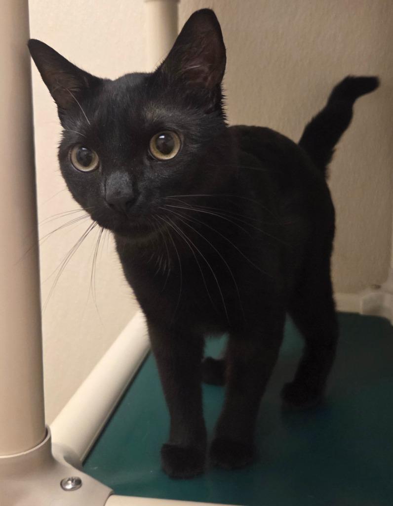 Rusty, Adoptable, Young Male Domestic Short Hair.