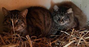 Barn Cats, ADOPTABLE, Adult Female Domestic Short Hair.
