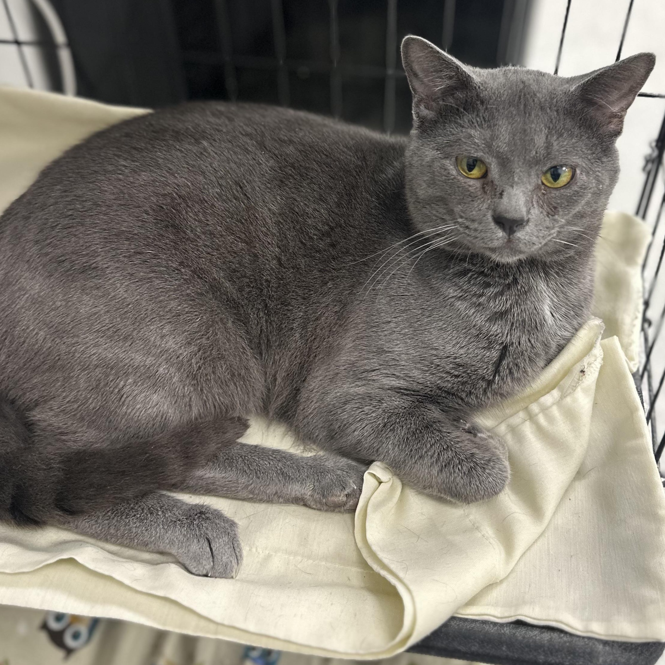 Grey 1 photo