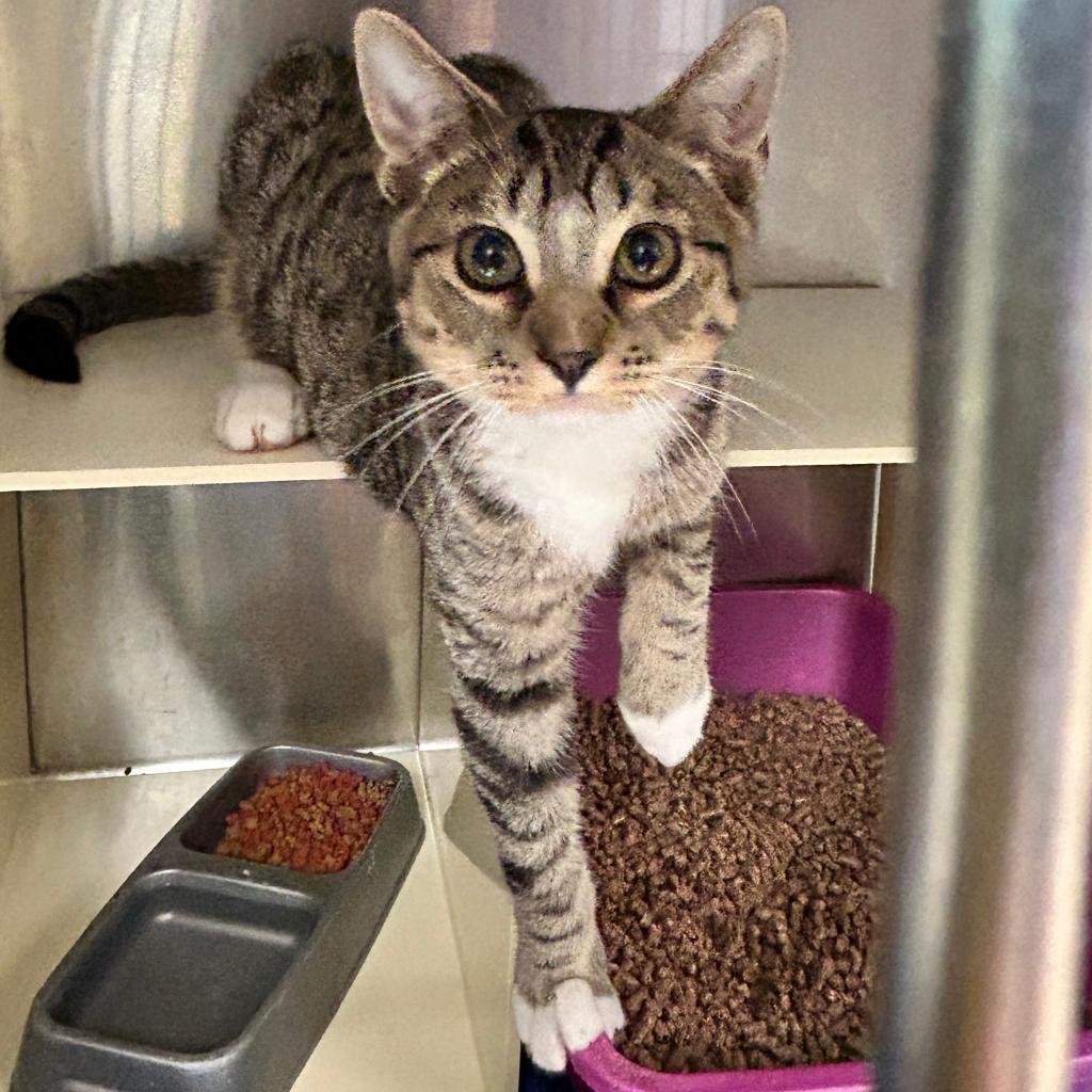 Andy (In Foster), Adoptable, Adult Male Domestic Short Hair.