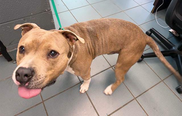 Edgar Allen Paw, an adoptable mixed breed in Nashville, TN image 2/2