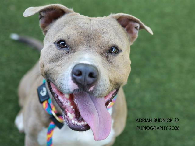 Edgar Allen Paw, adoptable, Adult Male Mixed Breed.