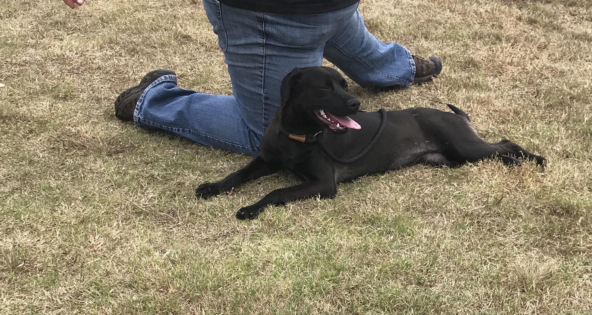Rosie, Adoptable, Young Female Labrador Retriever.