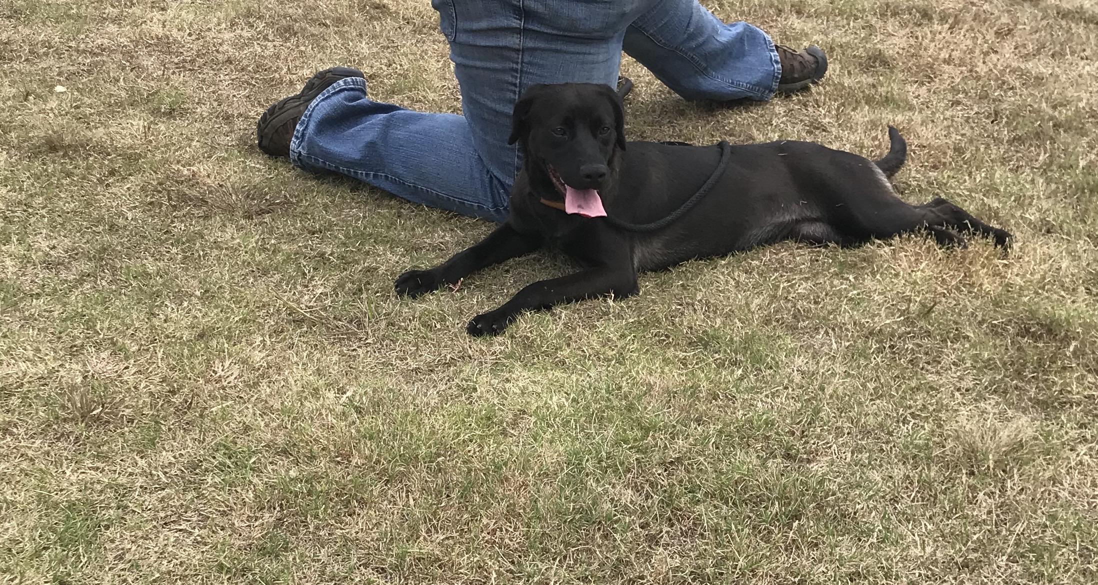 Rosie, a Adoptable mixed breed in Jackson, GA image 2/2