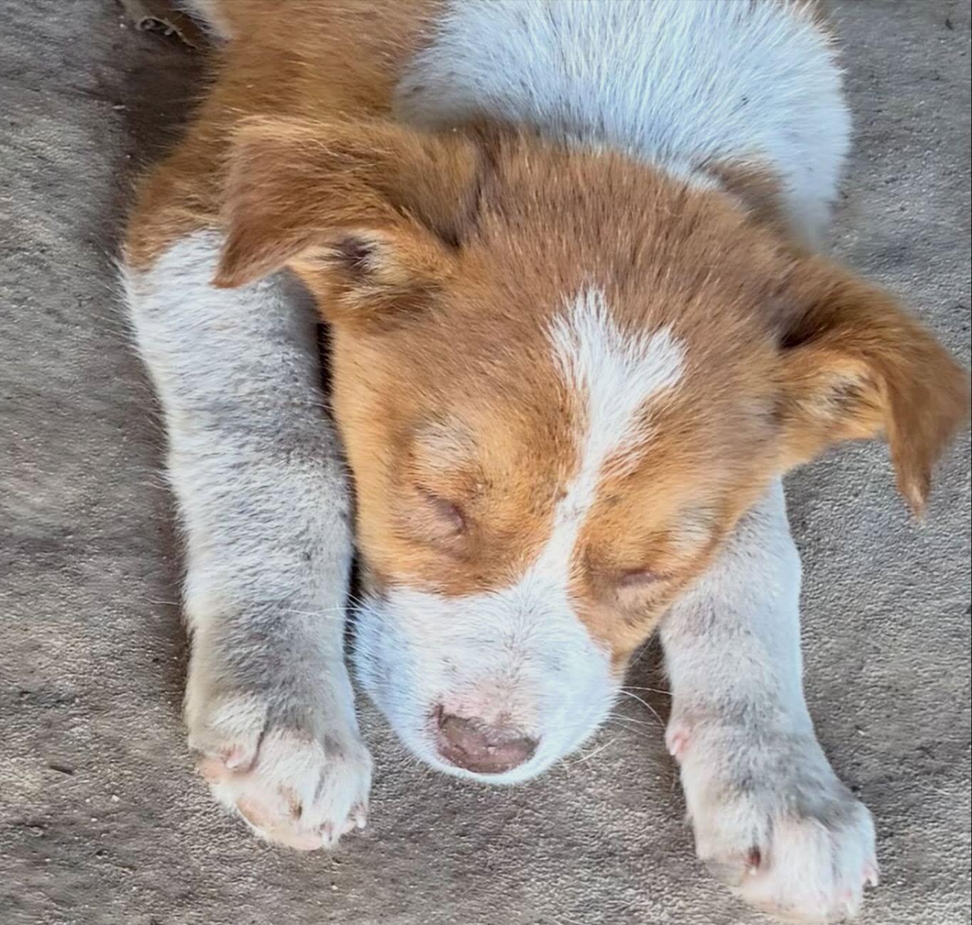 "L" girl, Adoptable, Young Female Australian Cattle Dog / Blue Heeler & Retriever.