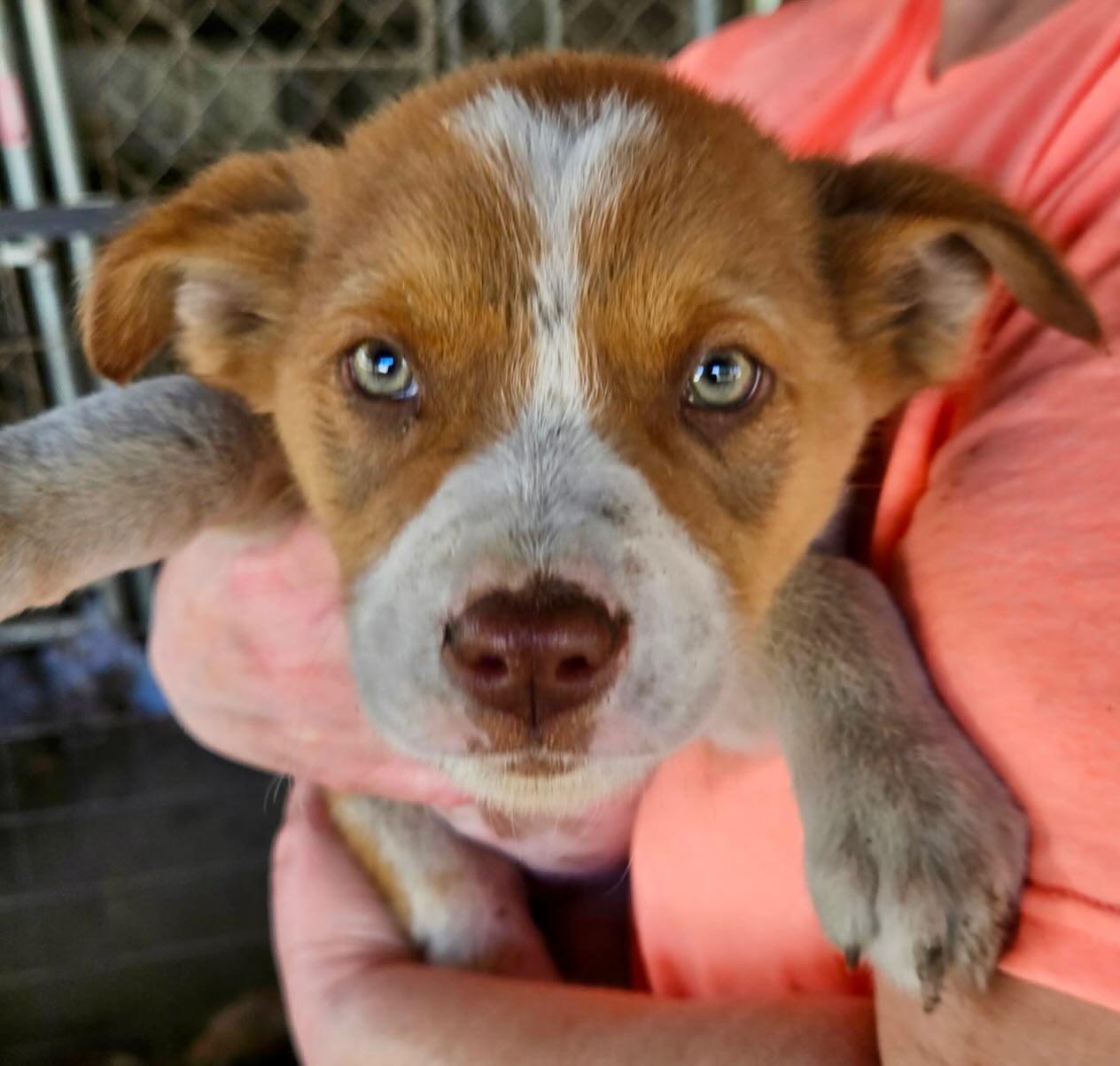 "L" girl, a Adoptable mixed breed in Raleigh, NC image 2/4