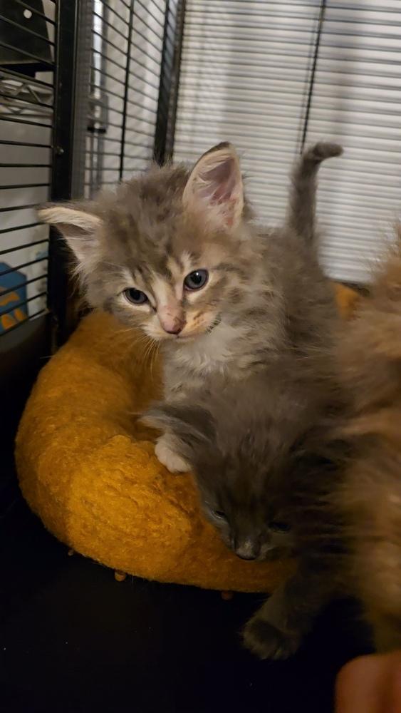 Osso Buco, a Adopted mixed breed in Pacifica, CA image 3/5