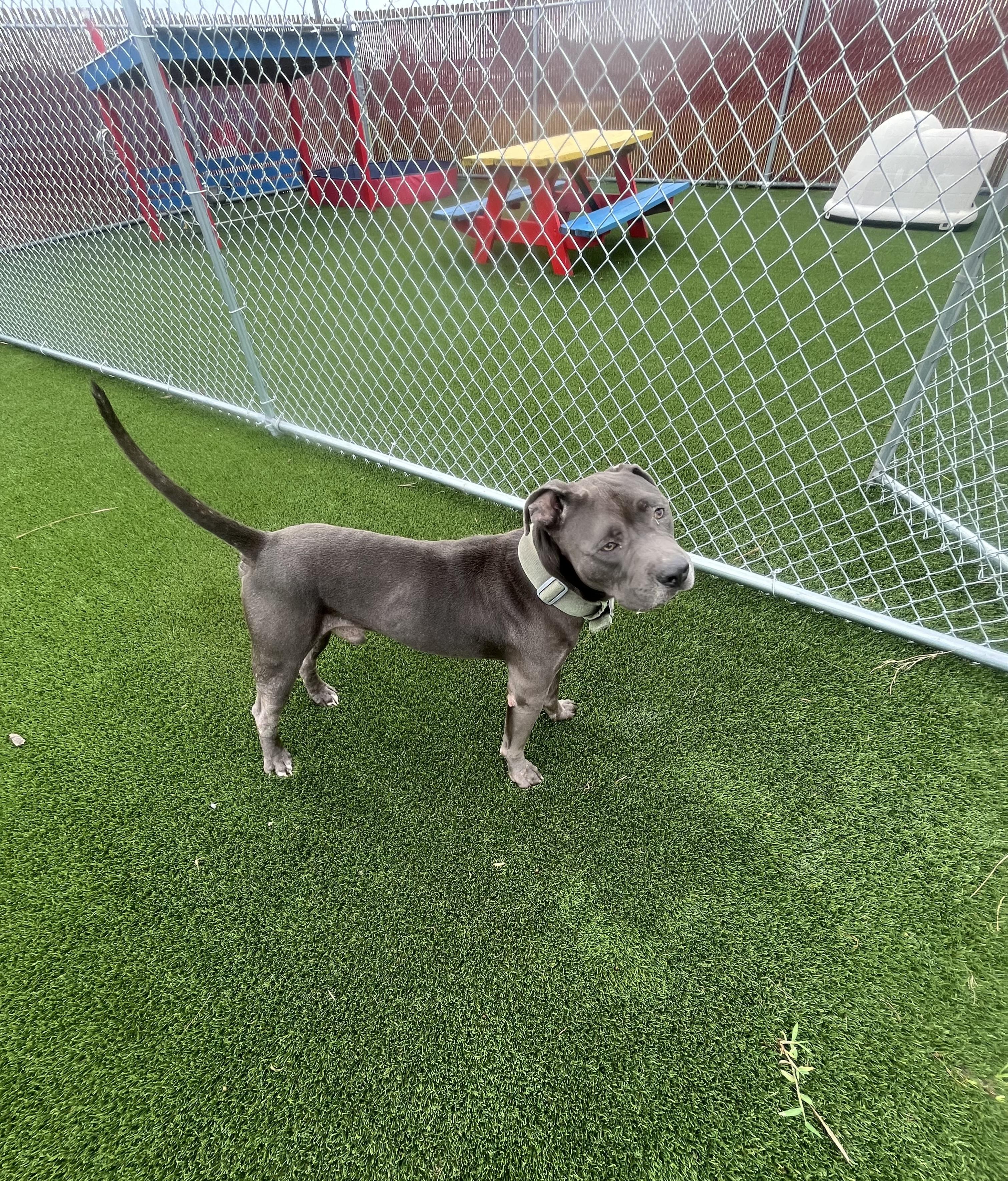 Enlarge Chanco, a Adoptable Pit Bull Terrier in Boca Raton, FL image 1/1