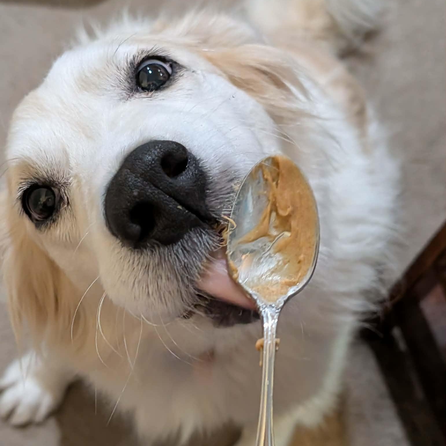 Enlarge Tess, an adopted mixed breed in Clarksville, TN image 2/4