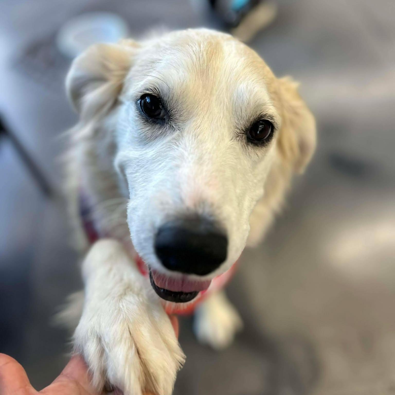 Enlarge Tess, an adopted mixed breed in Clarksville, TN image 3/4