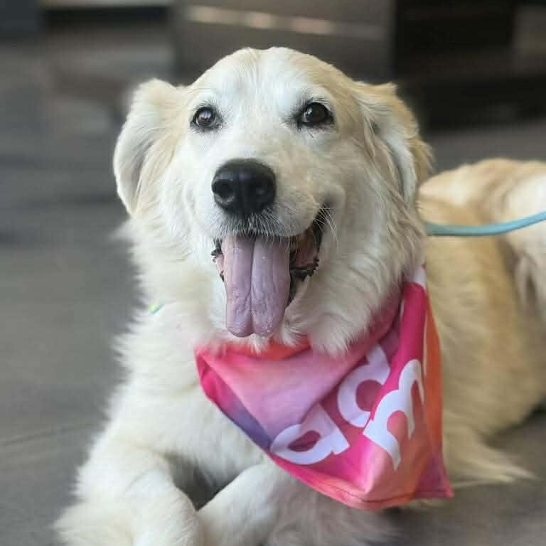 Tess, adopted, Senior Female Great Pyrenees.