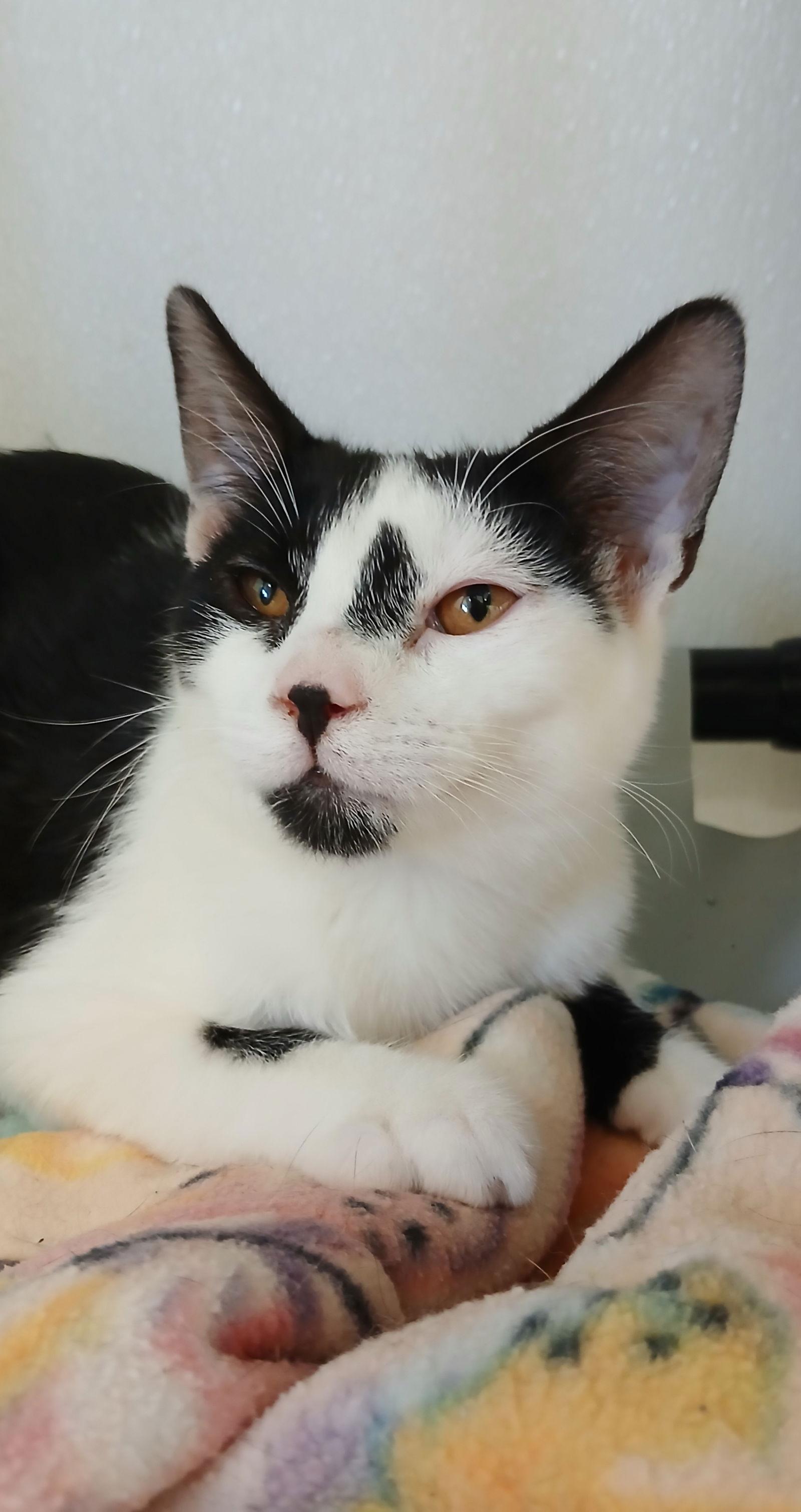 Barb, Adoptable, Kitten Female Domestic Short Hair.