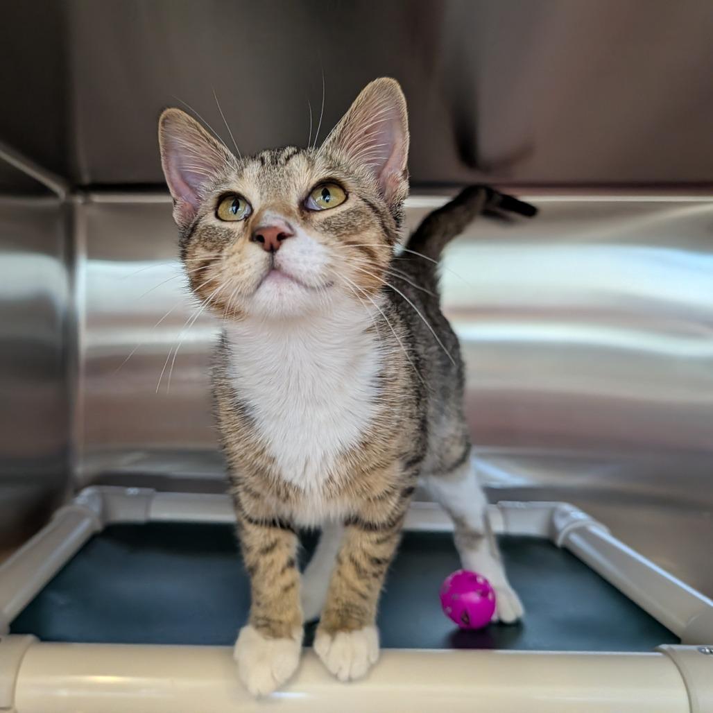 Enlarge Locust, a Adoptable Domestic Short Hair in Saint Cloud, MN image 1/6