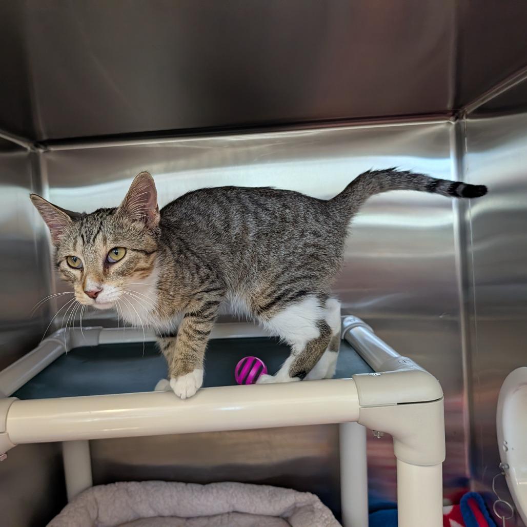 Enlarge Locust, a Adoptable Domestic Short Hair in Saint Cloud, MN image 2/6