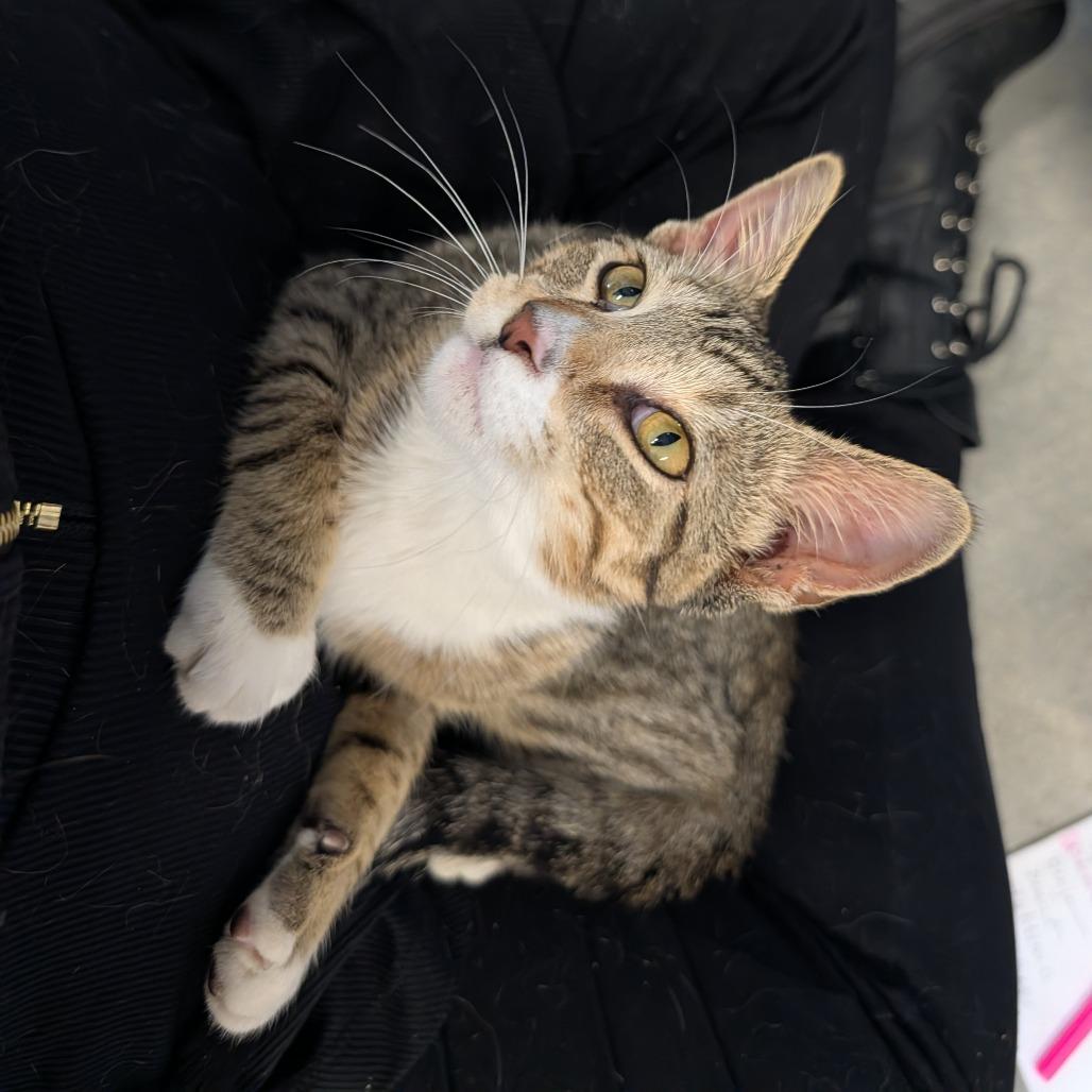 Enlarge Locust, a Adoptable Domestic Short Hair in Saint Cloud, MN image 3/6