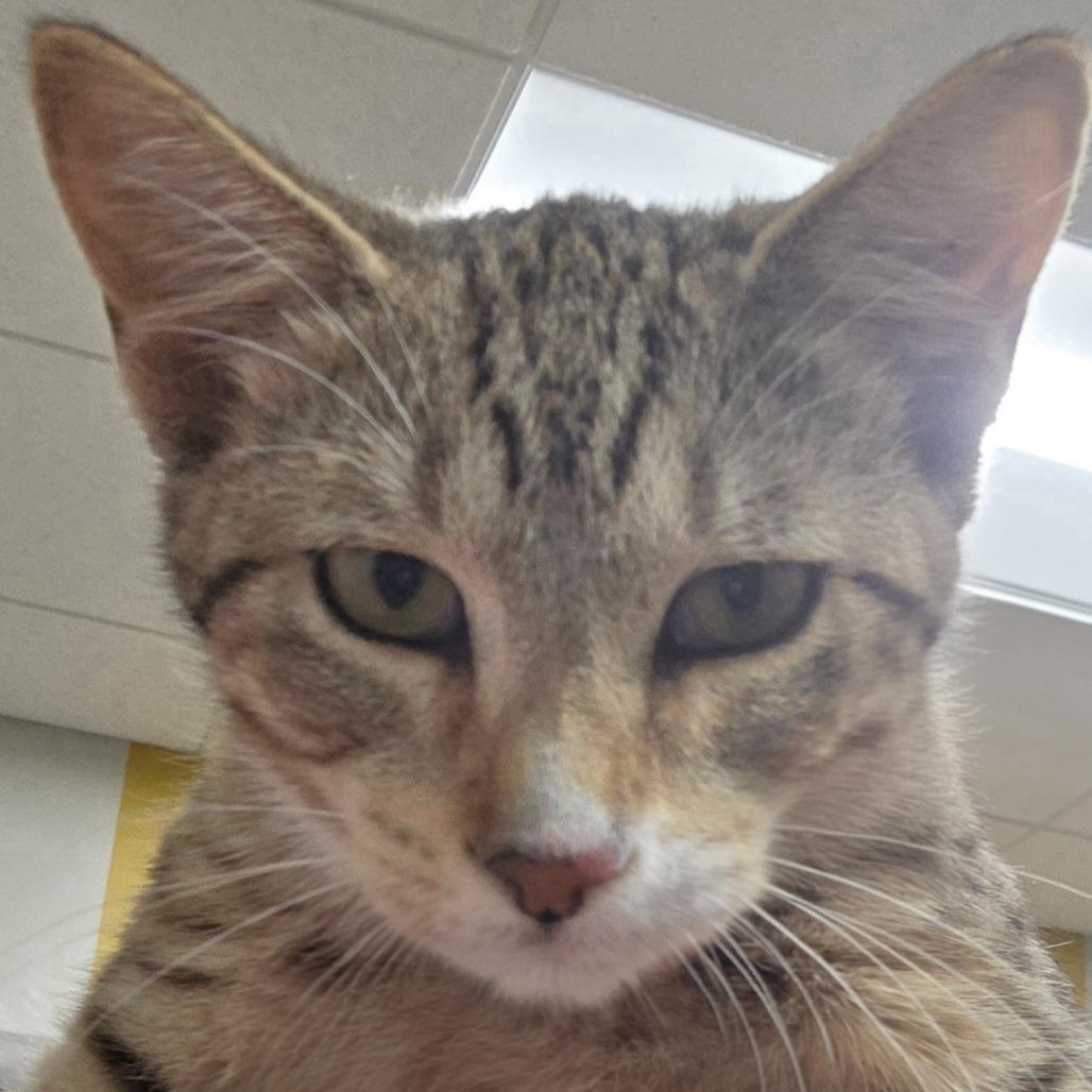 Enlarge Locust, a Adoptable Domestic Short Hair in Saint Cloud, MN image 4/6