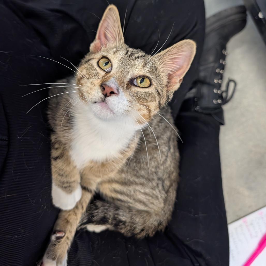 Enlarge Locust, a Adoptable Domestic Short Hair in Saint Cloud, MN image 5/6