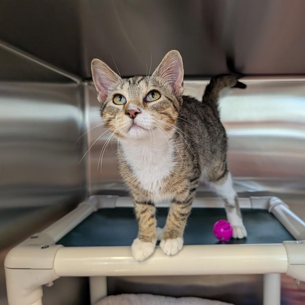 Enlarge Locust, a Adoptable Domestic Short Hair in Saint Cloud, MN image 6/6