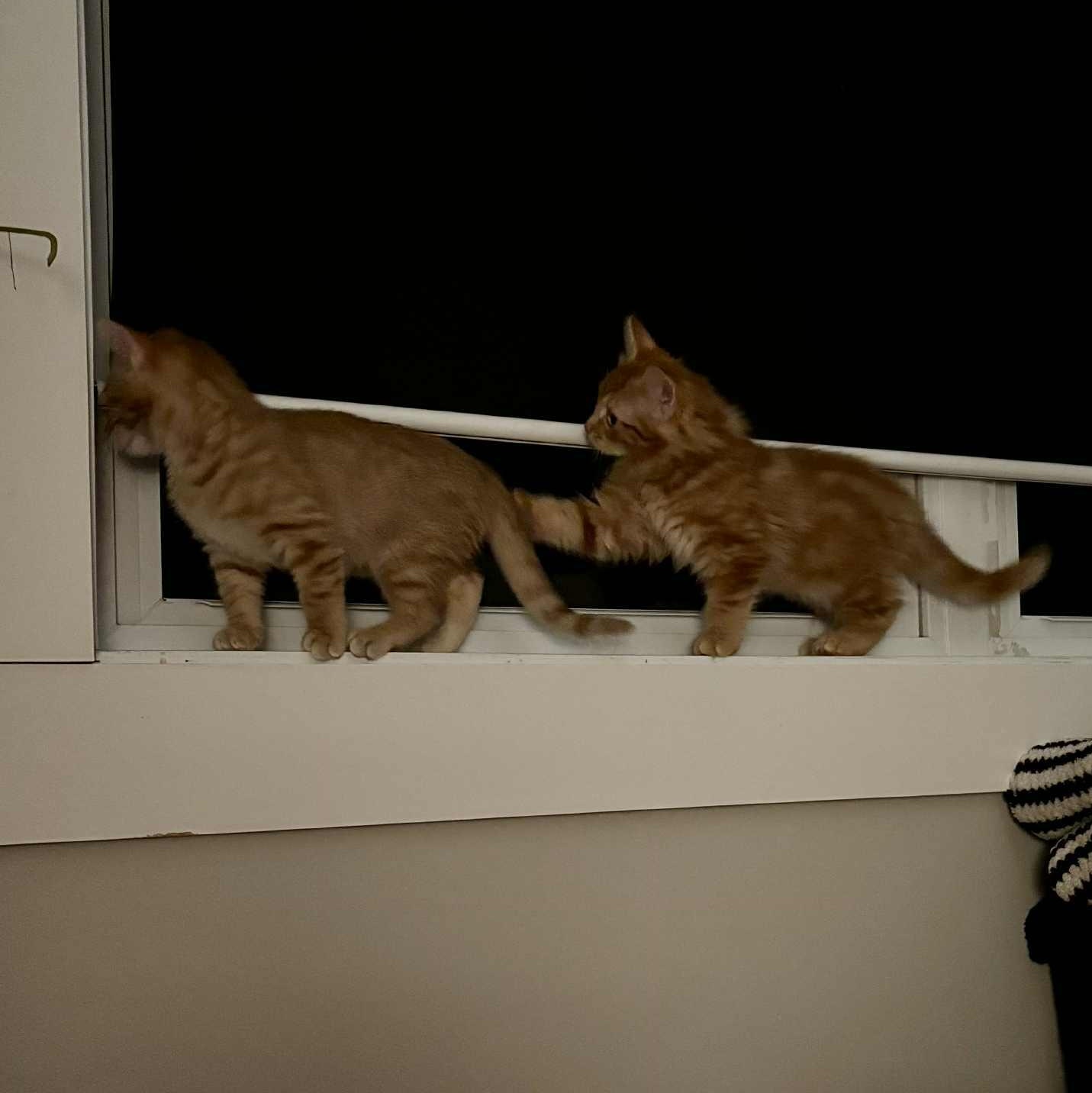 Linus, an adopted Domestic Medium Hair in Verdun, QC image 4/4