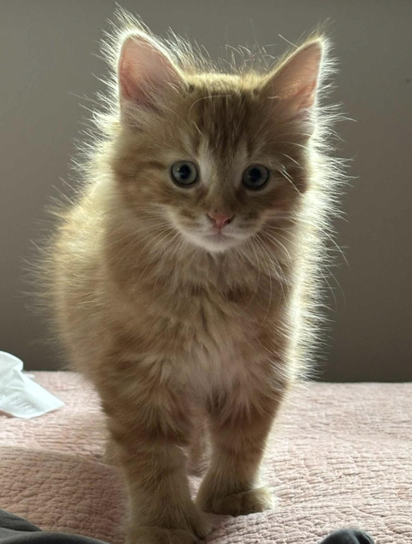 Linus, adopted, Kitten Male Domestic Medium Hair.